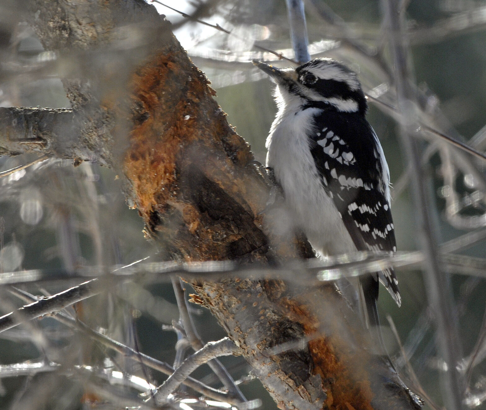 Woodpecker